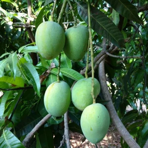 pulses from organic farm